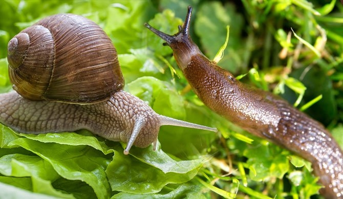 Snail and Slug-Photo credit Napa Master Gardener