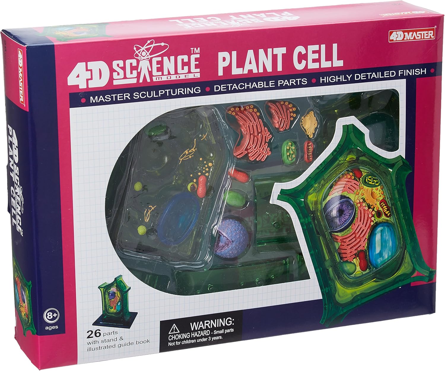 plant cell anatomy model