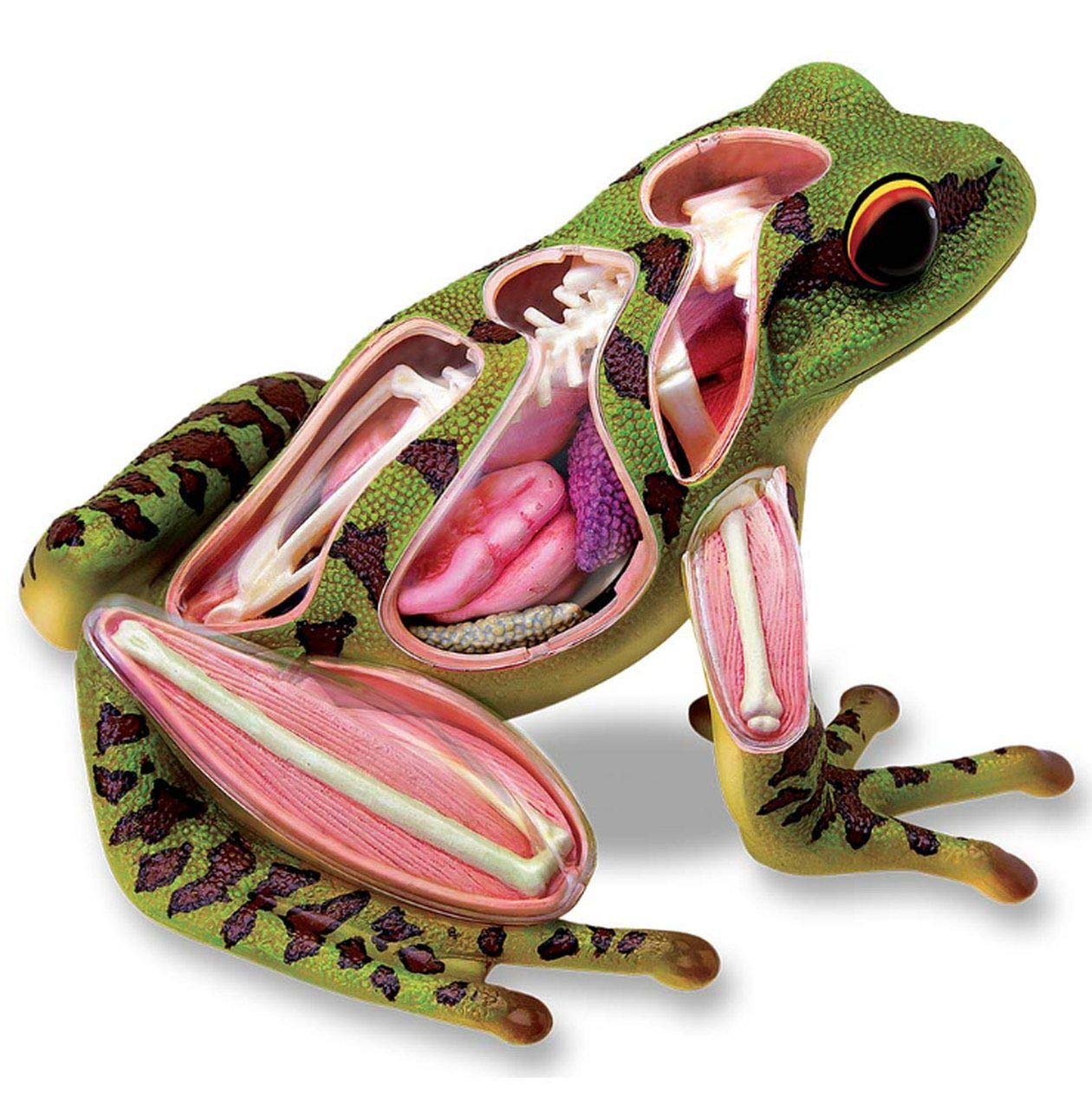 frog anatomy model