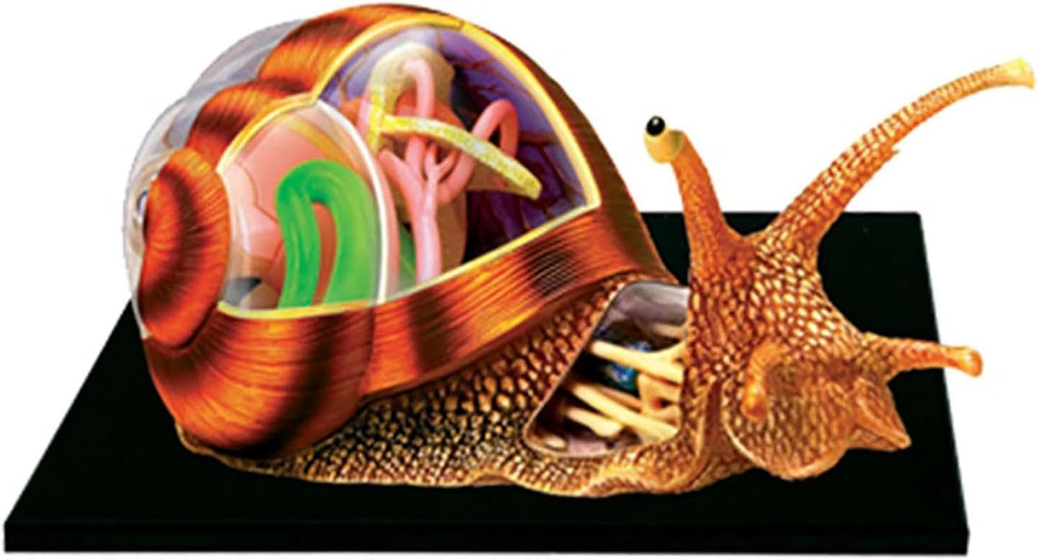 snail anatomy model