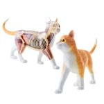 tabby cat anatomy model