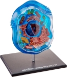 animal cell anatomy model