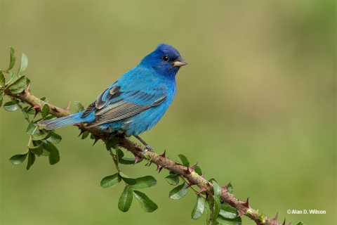 Indigo Bunting bird