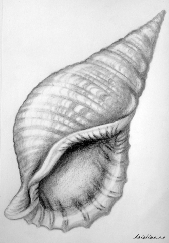 Seashell drawing