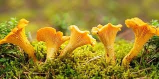 Chanterelle mushrooms