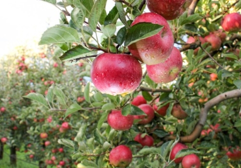 Apple orchard