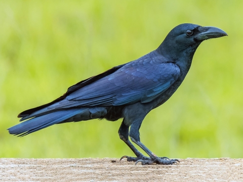 Crows help the environment by eating carrion.