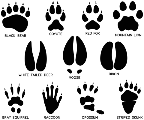 Animal tracks