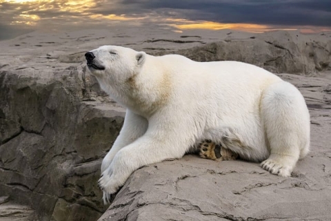 Polar bear laying on a rock surface.