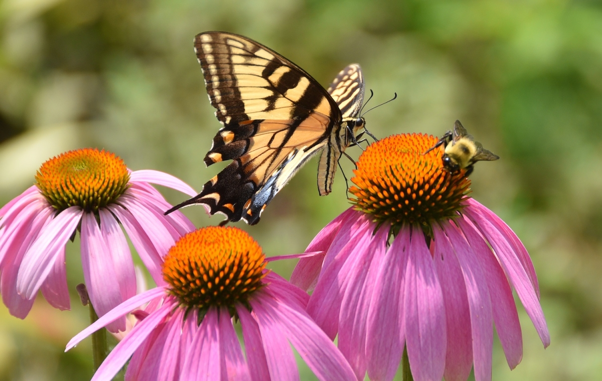 Butterfly and Bee on Coneflower