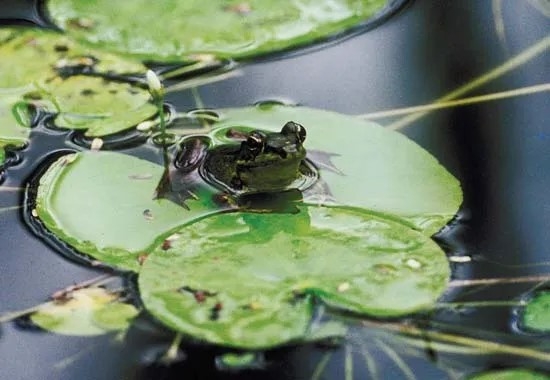 Frog on a lily pad