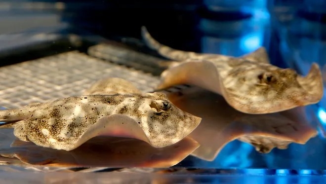 Stingrays in a tank